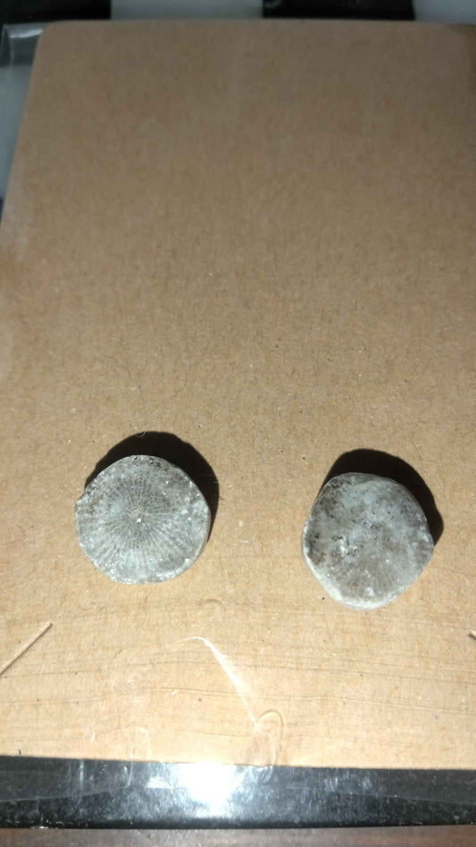 White Petoskey stone studs